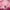 A person inside of a pool filled with pink balls with a background stating Pink soup fest in Vilnius.