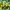 grapes-2656259_1920