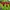 Red tulips blooming in a garden with blurred greenery in the background.