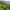 Two hikers with blue backpacks walking along a lush green mountain trail.