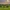 Buffalo grazing on green grassland under a cloudy sunset sky.