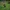 Three brown bears in a grassy field, one standing upright, with trees in the background.