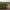 Rows of grapevines beside a curving dirt path and stone wall at sunset.