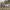 Herd of horses running on a dusty field with green trees in the background.