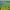 Lily pads floating on calm water surrounded by tall grass under a clear blue sky.