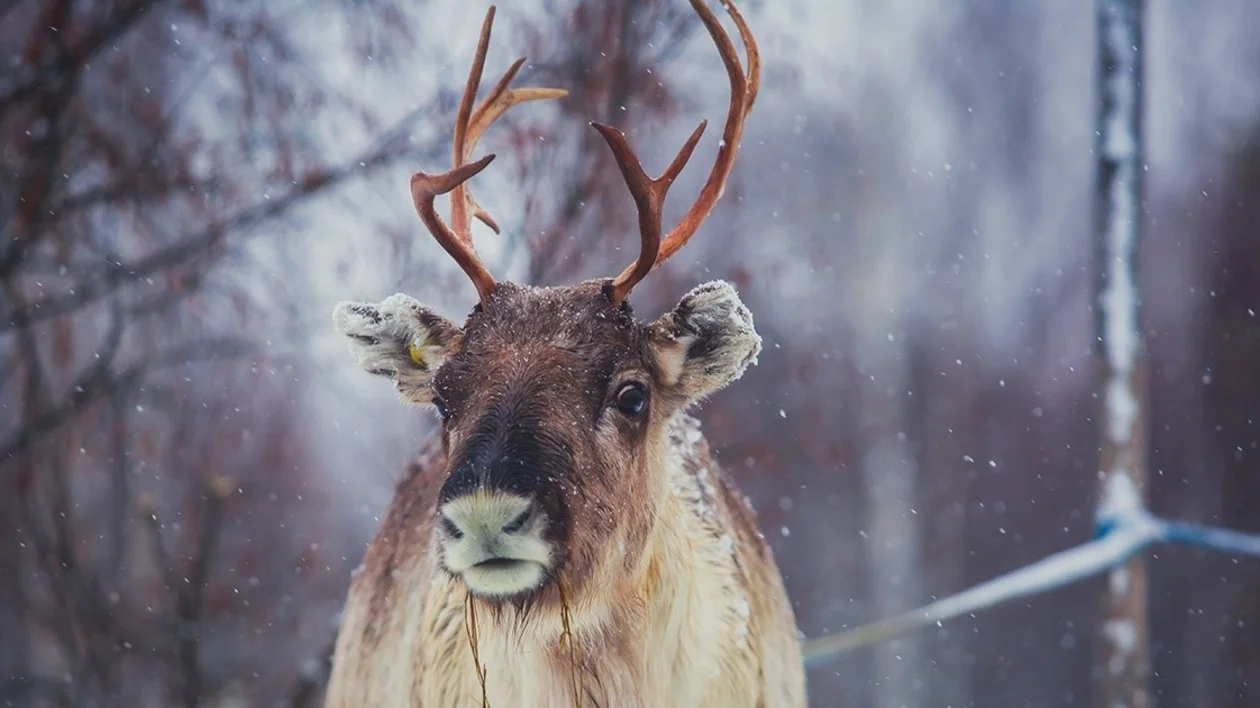A Reindeer in Lapland, Finland