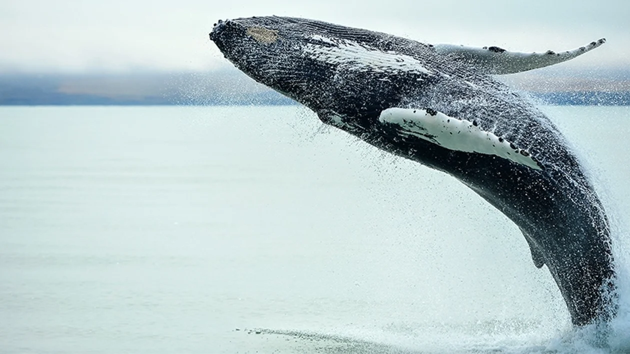 ETC_SM-Mar2021_Visual09_1440x724_v1.0