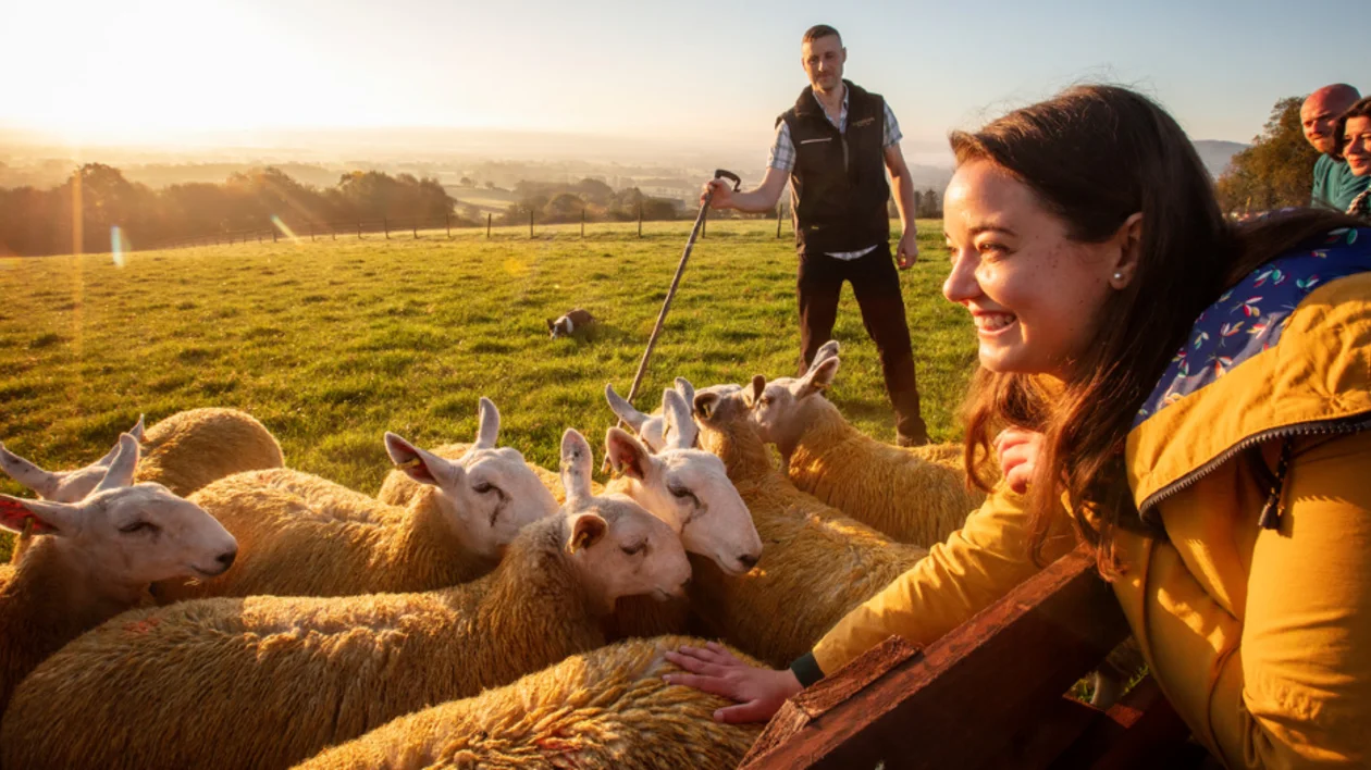 VE_Ireland_June 22_Sheep herding Glenshane
