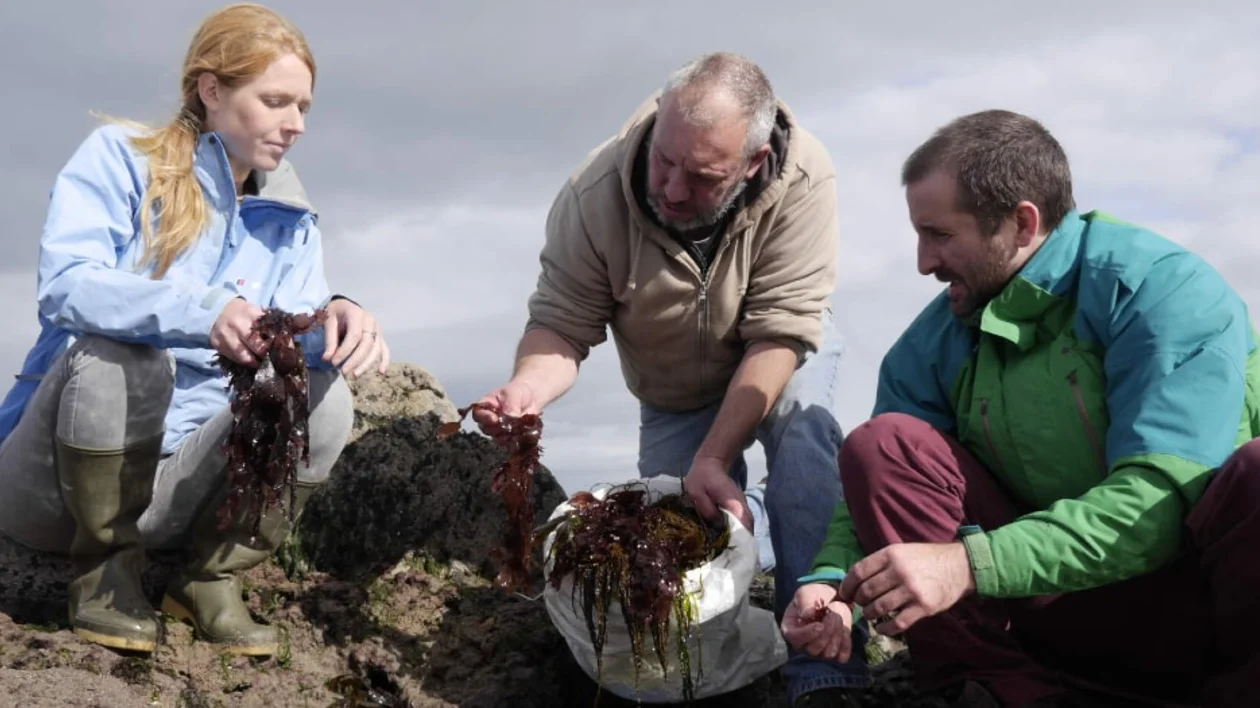 Seaweed foraging, County Mayo © Tourism Ireland