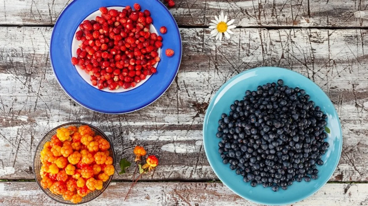 Colorful summertime treats — cloudberries, forest strawberries, and wild blueberries, Estonia.