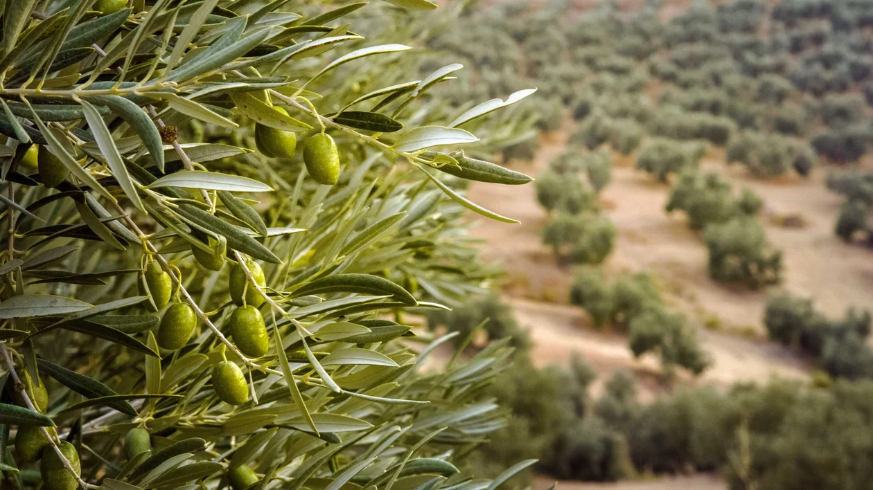 Olive trees, Spain.
