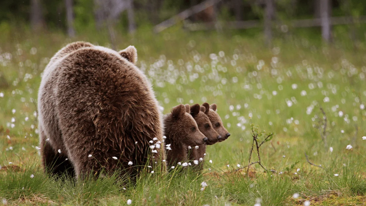 Bear Watching – Observe the shy population of bears across Finland and get a close-up glimpse right in nature.