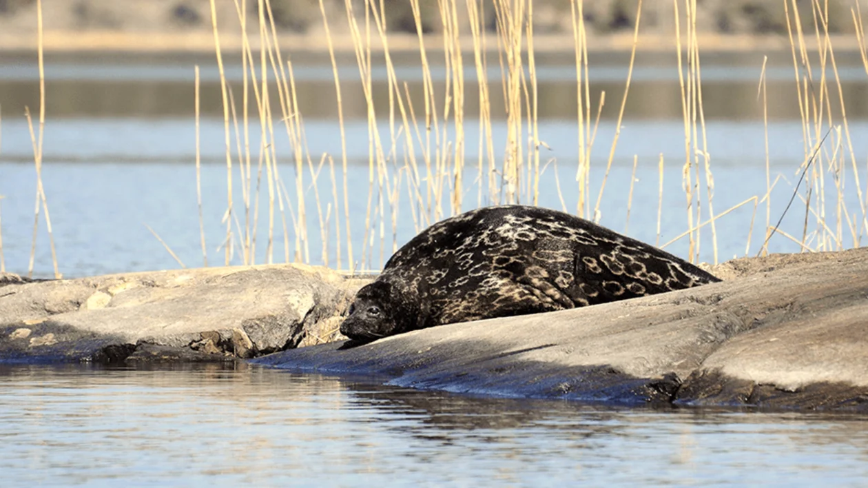 The rare Saimaa Ringed Seal can only be found in Lake Saimaa, Finland’s biggest lake.