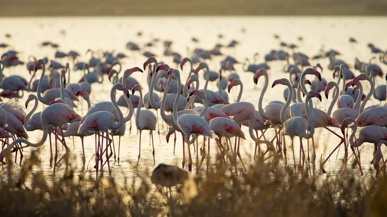 Doñana, changing scenery with thousands of birds