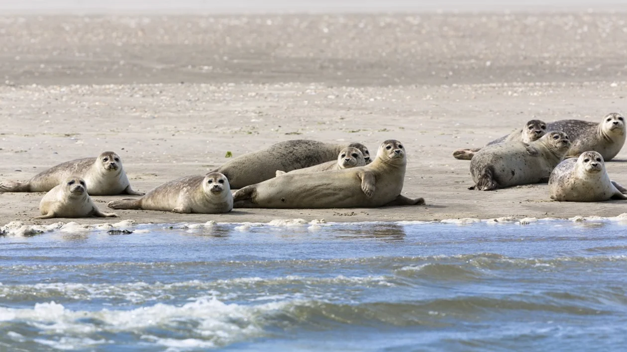 North Sea: Seals resting on sandbank in Lower Saxony Wadden Sea National Park; UNESCO World Heritage Site © Lookphotos/Konrad Wothe