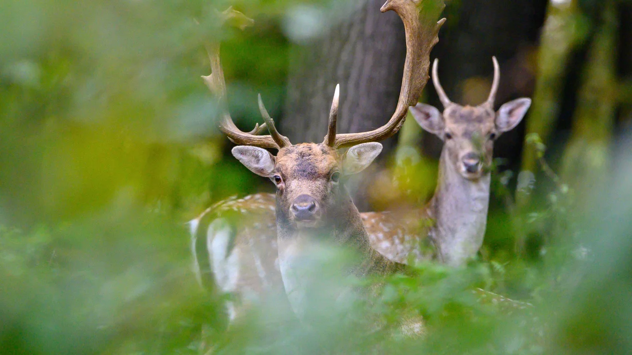 Bükk National Park - Mátra © Hungarian Tourism Agency
