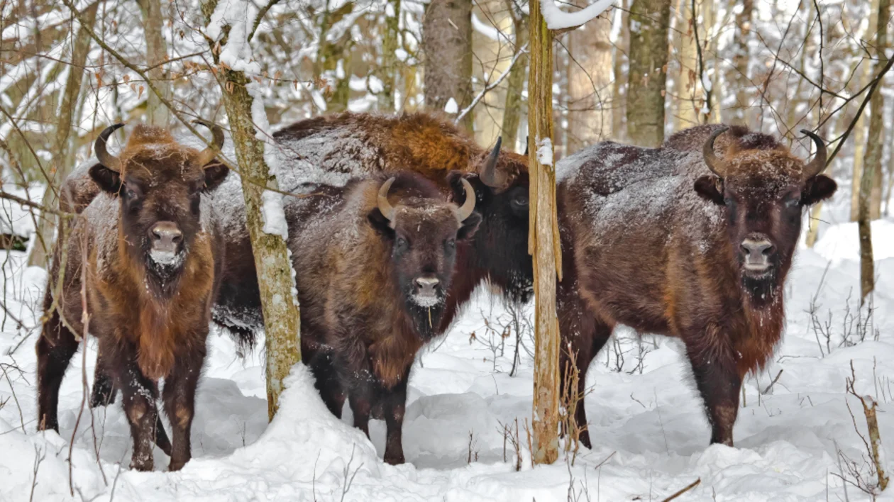 European bisons in Białowieski National Park ©Polish Tourism Organisation