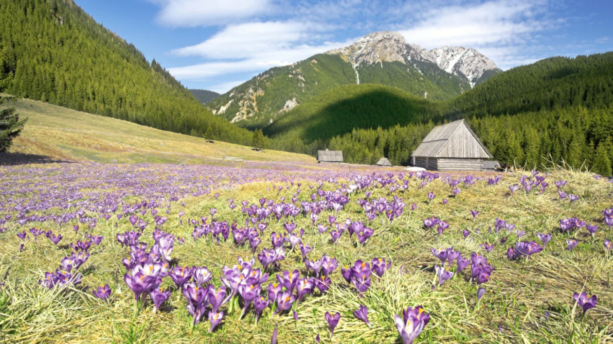 Flowery carpet of purple crocuses in Tatrzański National Park. ©Polish Tourism Organisation