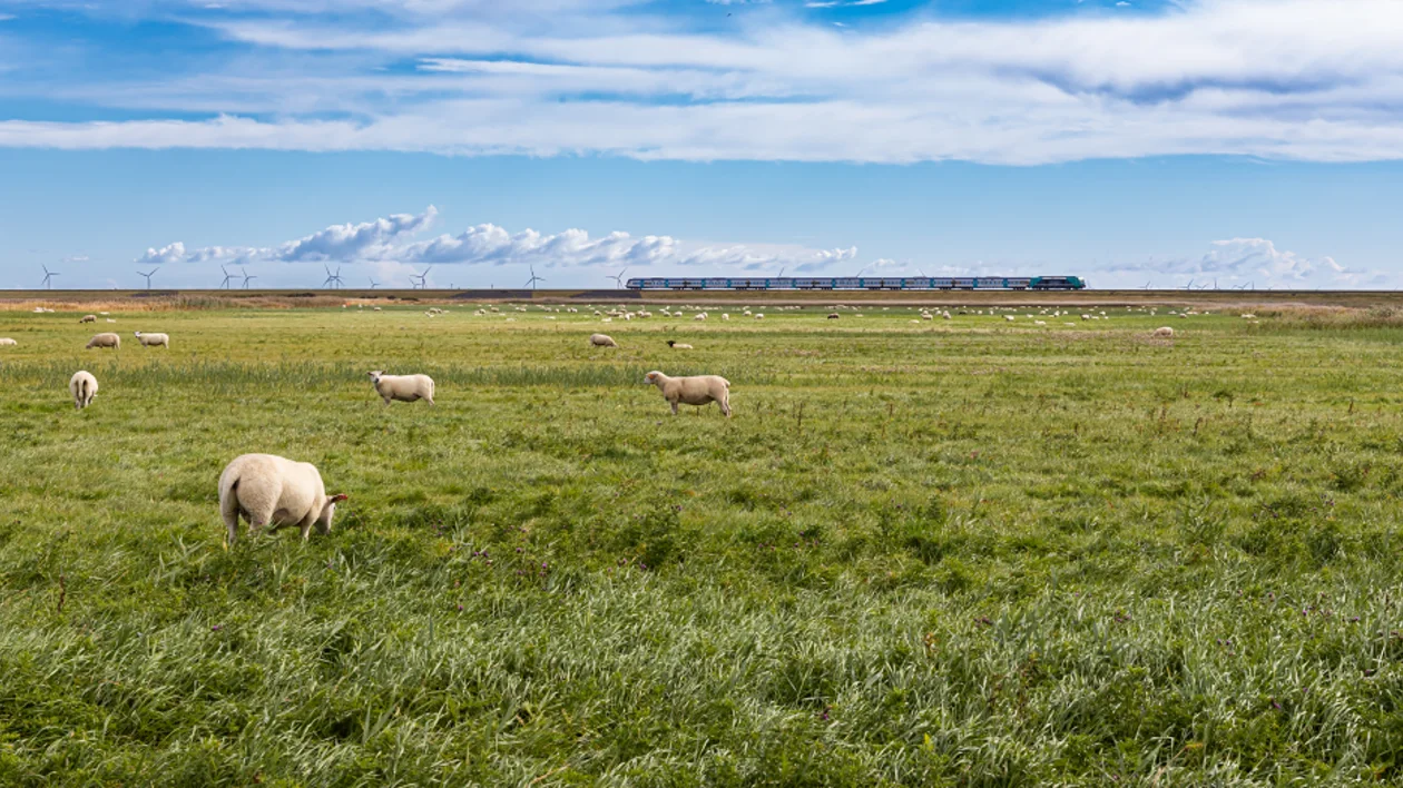 Sheep on a marshy meadow and a train in the background