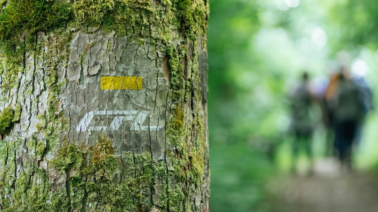 A tree trunk in the middle of the forest marked with the rail operator's logo