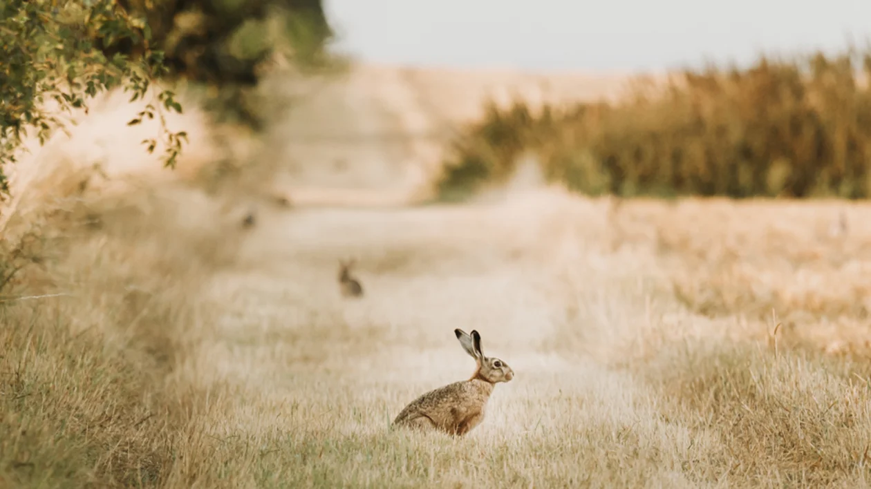 Rabbits on Endelave.