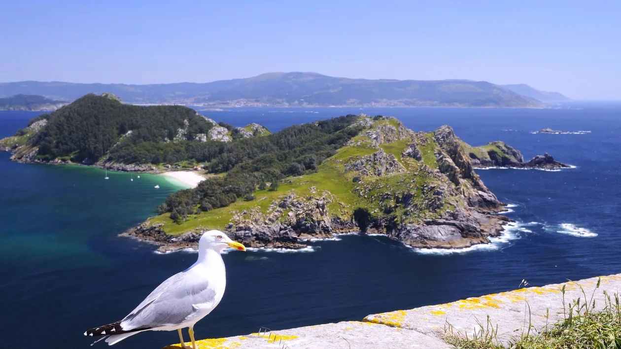 seagull on a galician island