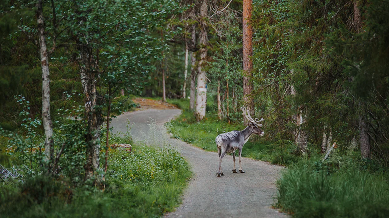 Reindeer in Finnish Lapland