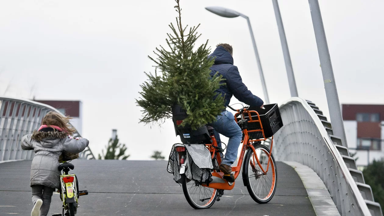 Person biking with a Christmas tree, and child following him on a small bike.