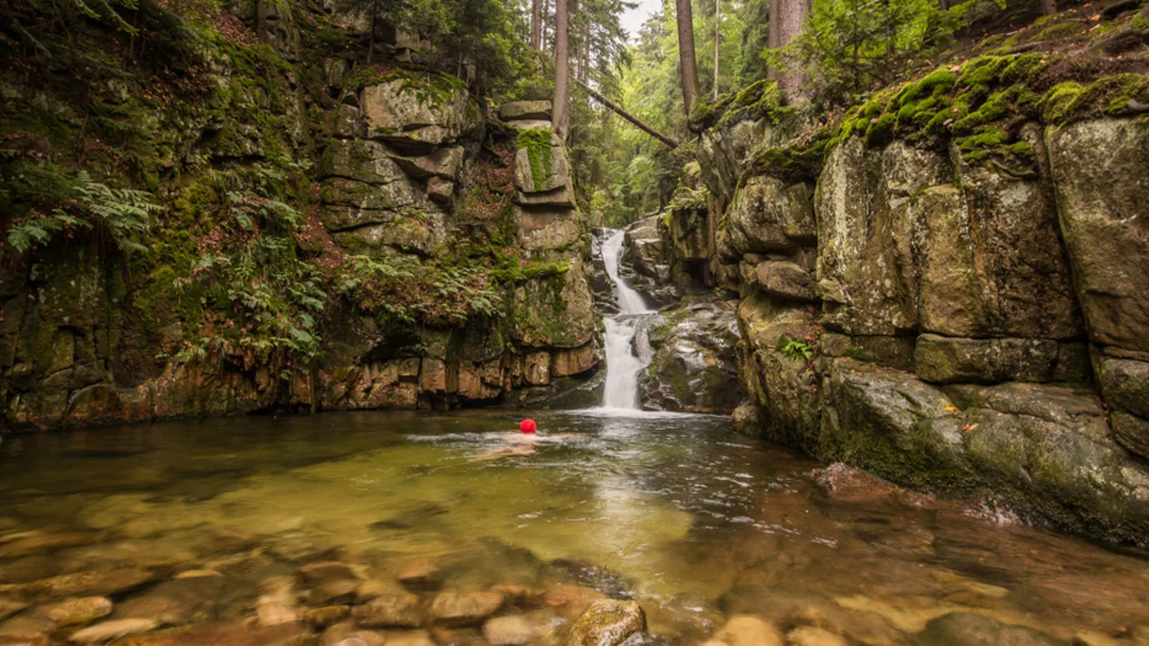 Person swimming in a forest creek with a small waterfall and moss-covered rocks.