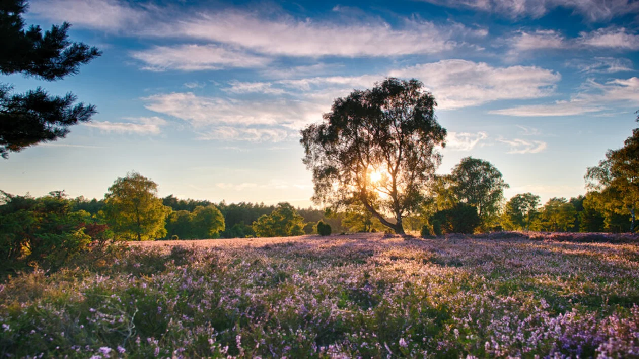 Sunset over a heathland with purple flowers and a silhouetted tree.
