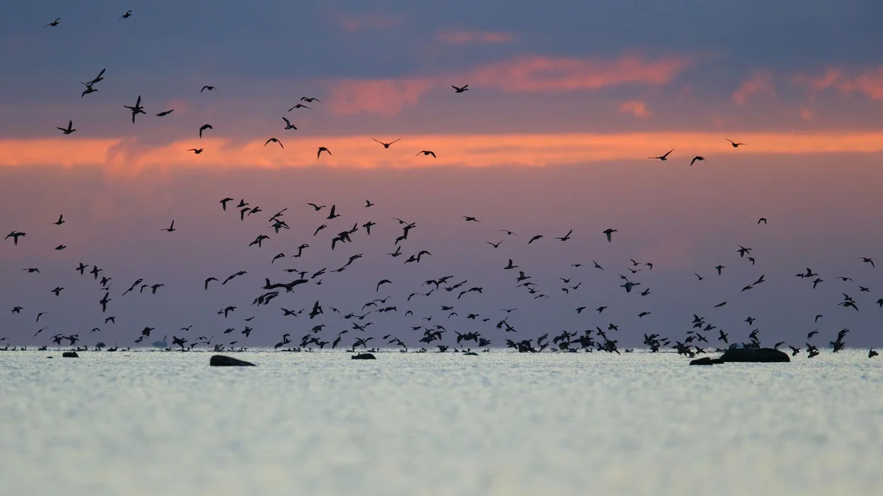 Seabirds flying above water at dusk with a pink-hued sky in the background.