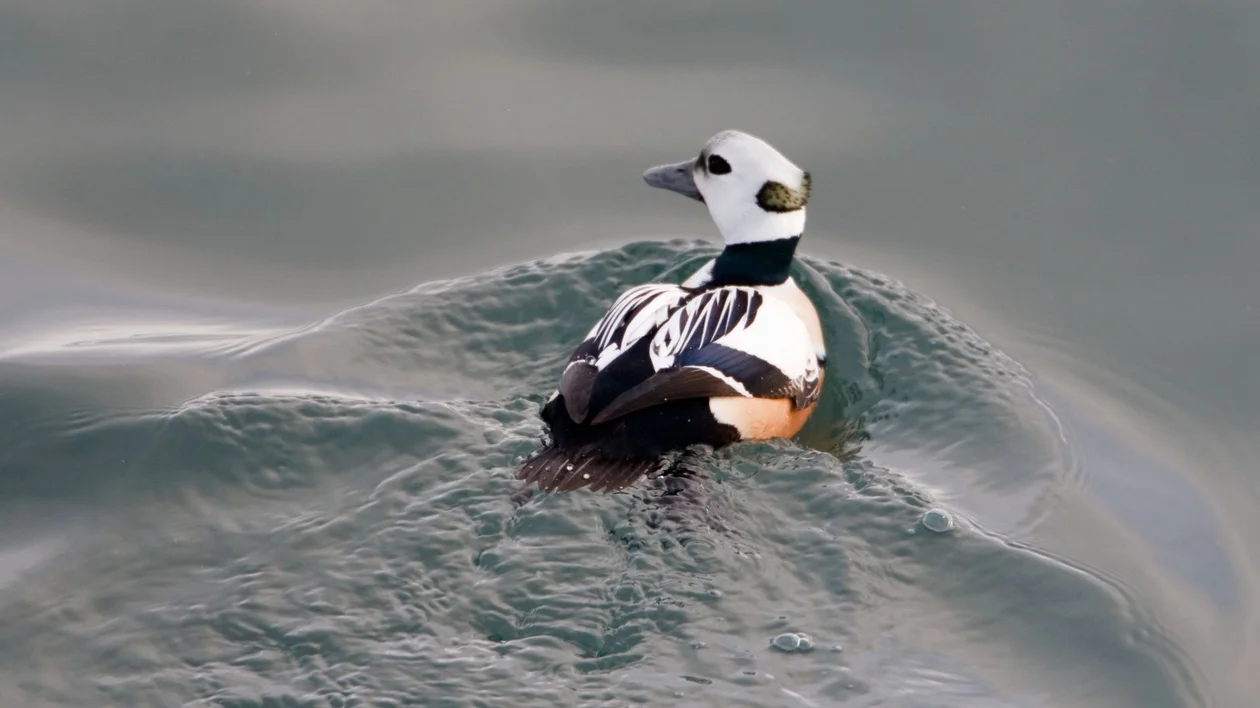 Steller's eider duck swimming on a calm water surface.