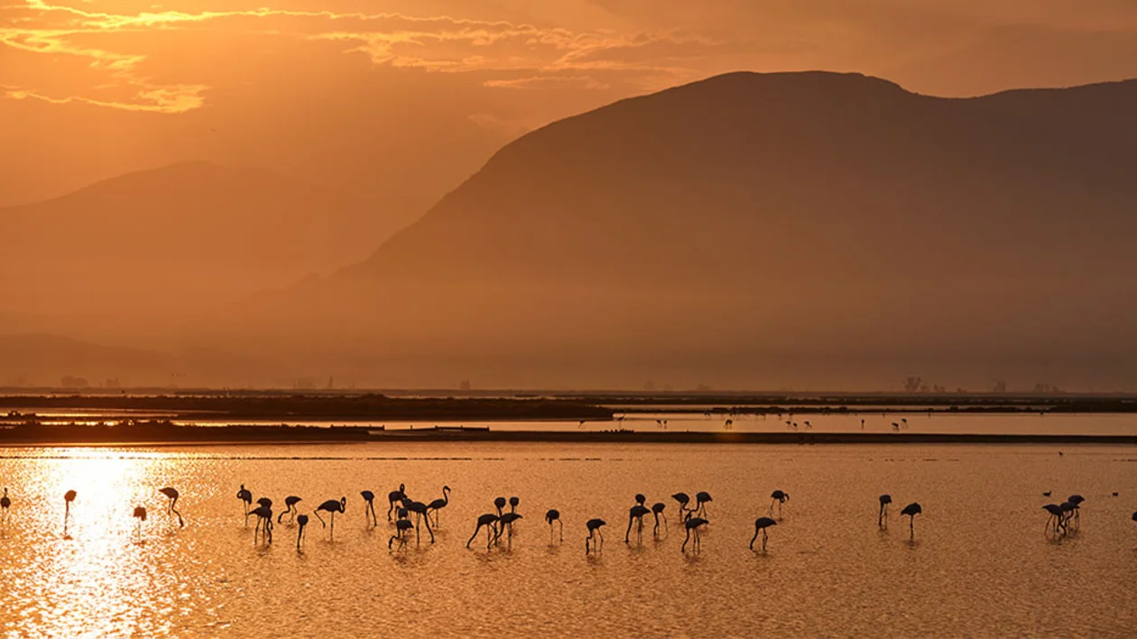 Silhouetted flamingos wade in a serene lake at sunset, framed by misty mountains and a golden sky, creating a tranquil atmosphere.