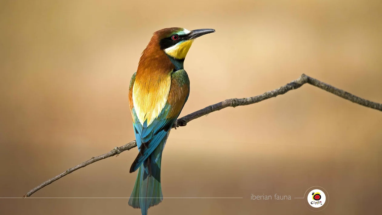 A colorful bee-eater bird perched on a branch, showcasing vibrant brown, green, and blue feathers against a soft, neutral background.