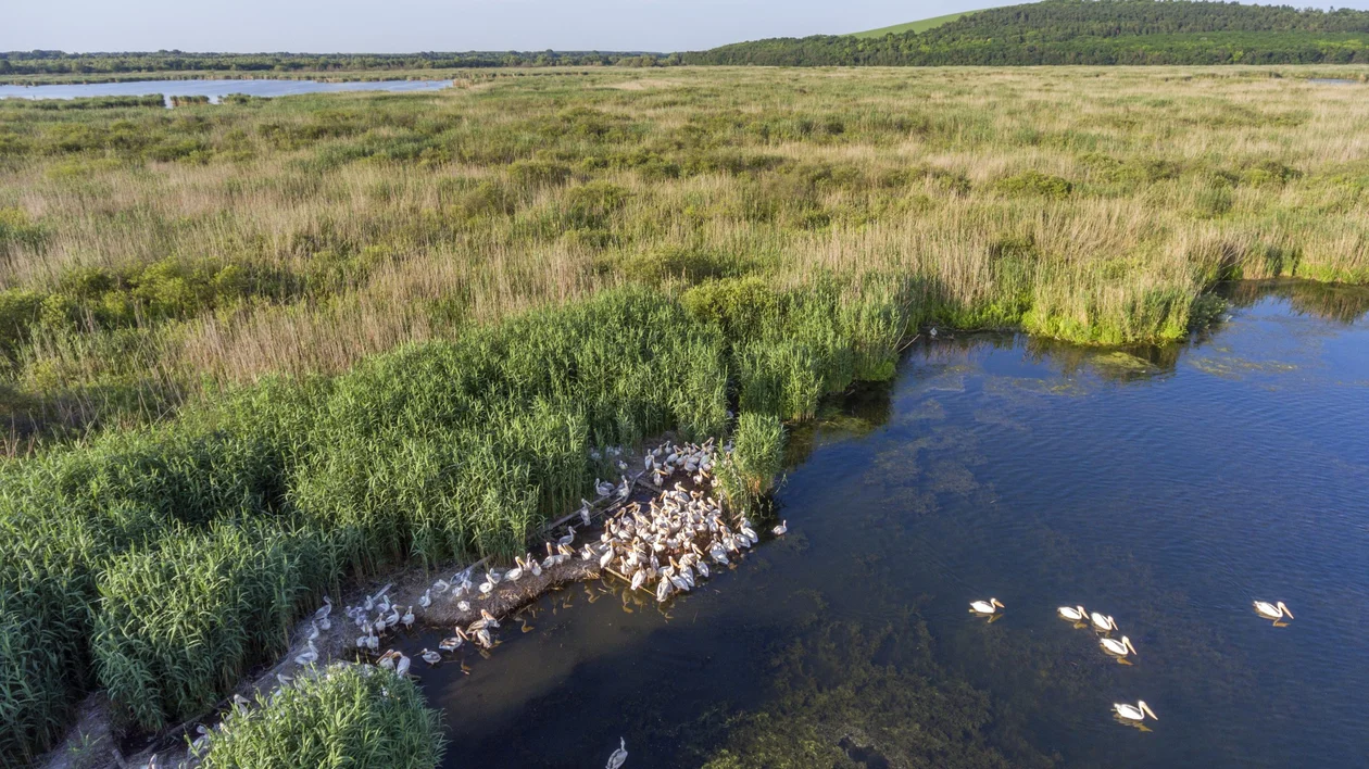 A wetland with dense green vegetation and a group of white pelicans gathered at the water's edge, with a few swimming nearby.