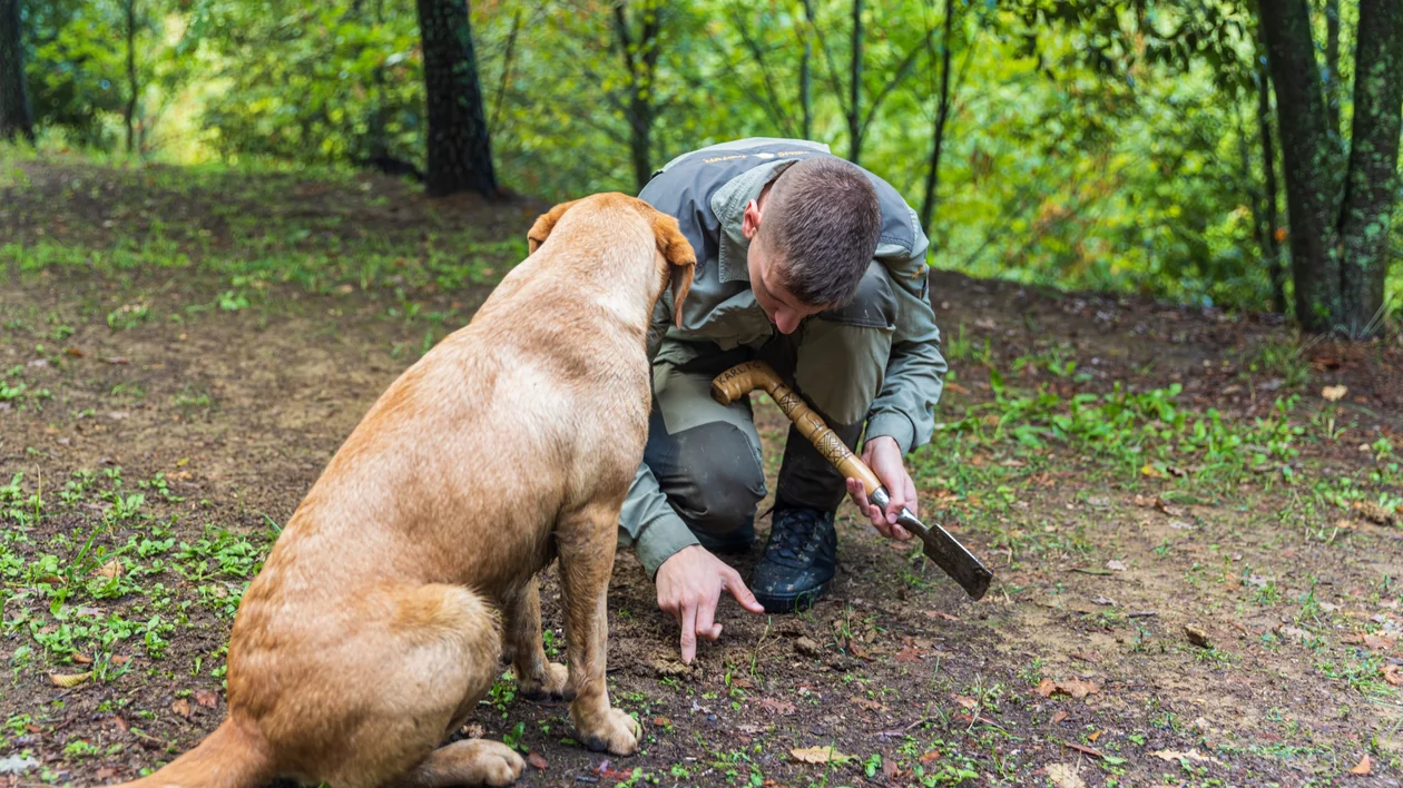 A forest ranger kneeling in a wooded area showing a scent trail or track to a trained dog, holding a small shovel and pointing at the ground.