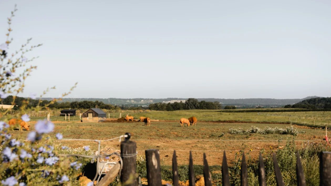 A serene farm scene with grazing orange cows, a small barn, wildflowers, and a clear blue sky in the background.