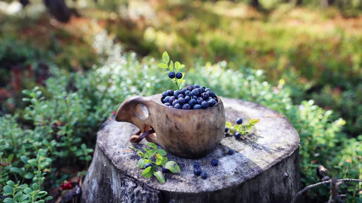 A wooden cup filled with fresh blueberries sits atop a tree stump, surrounded by green foliage in a sunlit forest.