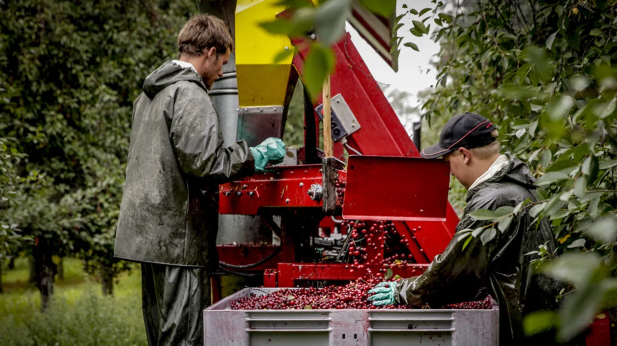 Two workers in rain gear operate a red cherry harvester surrounded by lush greenery, collecting fresh cherries for processing.