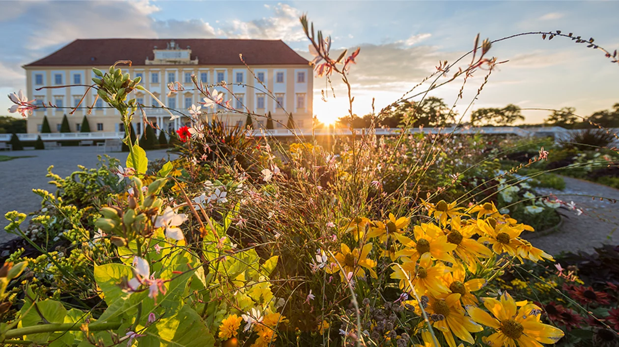 A vibrant, sunset-lit flower garden with yellow and pink blossoms in the foreground, with the pale yellow Baroque palace of Schloss Hof visible in the background.