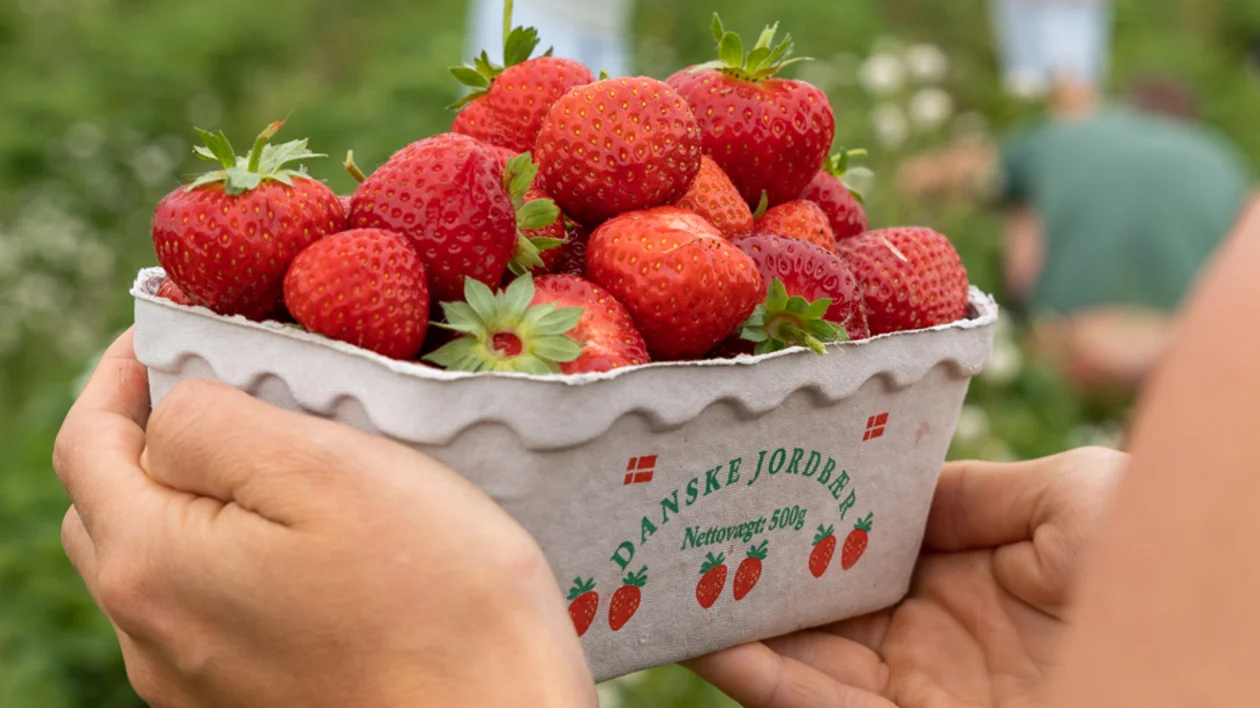 Hands holding a paper tray filled with fresh Danish strawberries picked from a local farm in summer, Denmark.