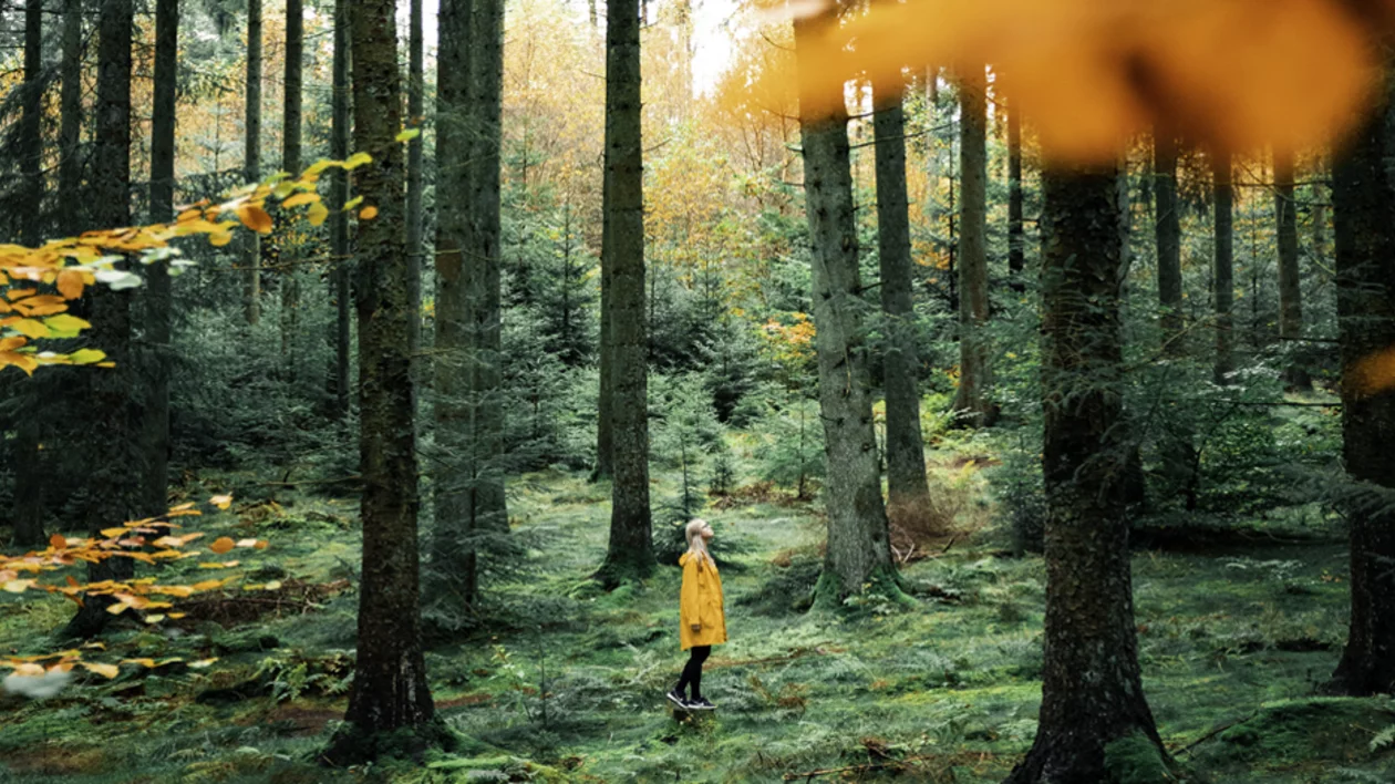Autumn in Rold Forest, Denmark, with green and orange foliage, a girl in a yellow coat wandering through the trees.