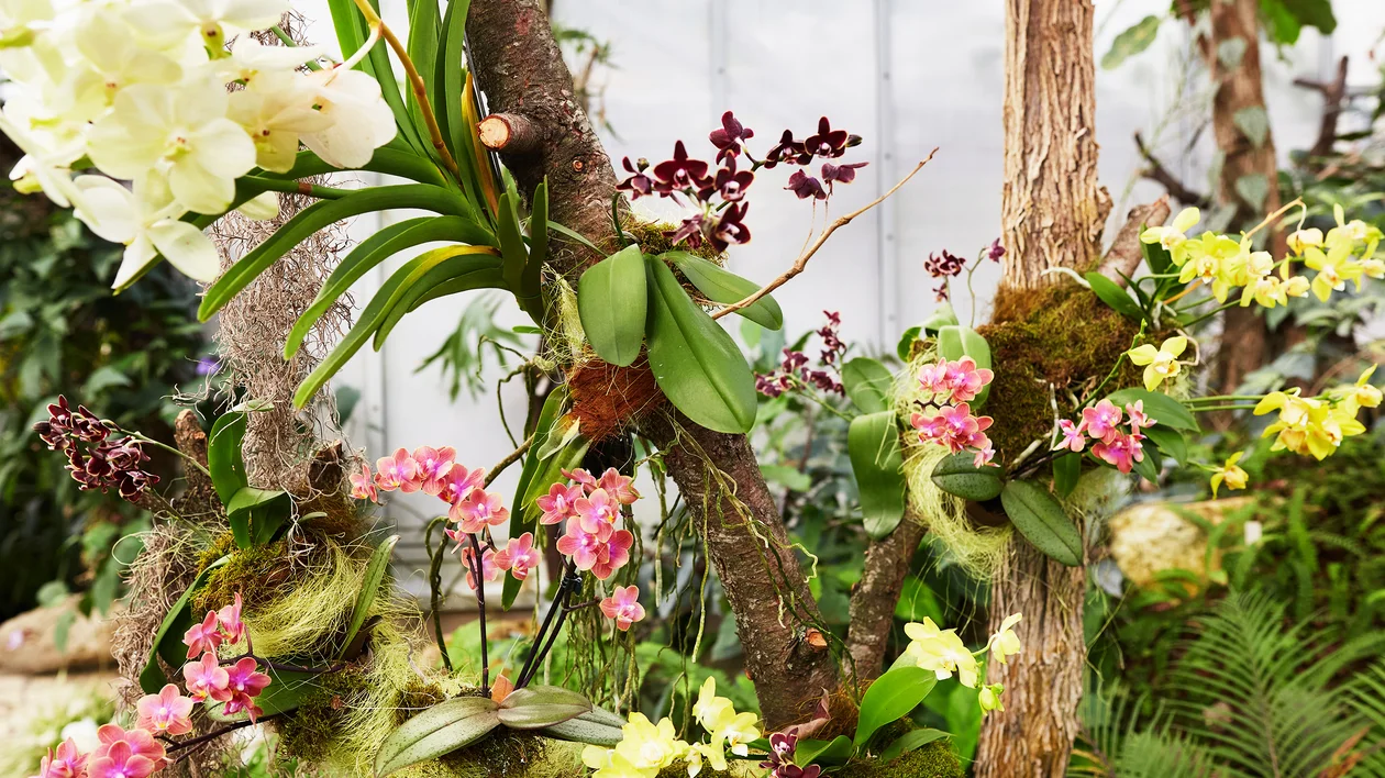 Various orchids in white, pink, yellow, and purple bloom among tree trunks in a greenhouse.