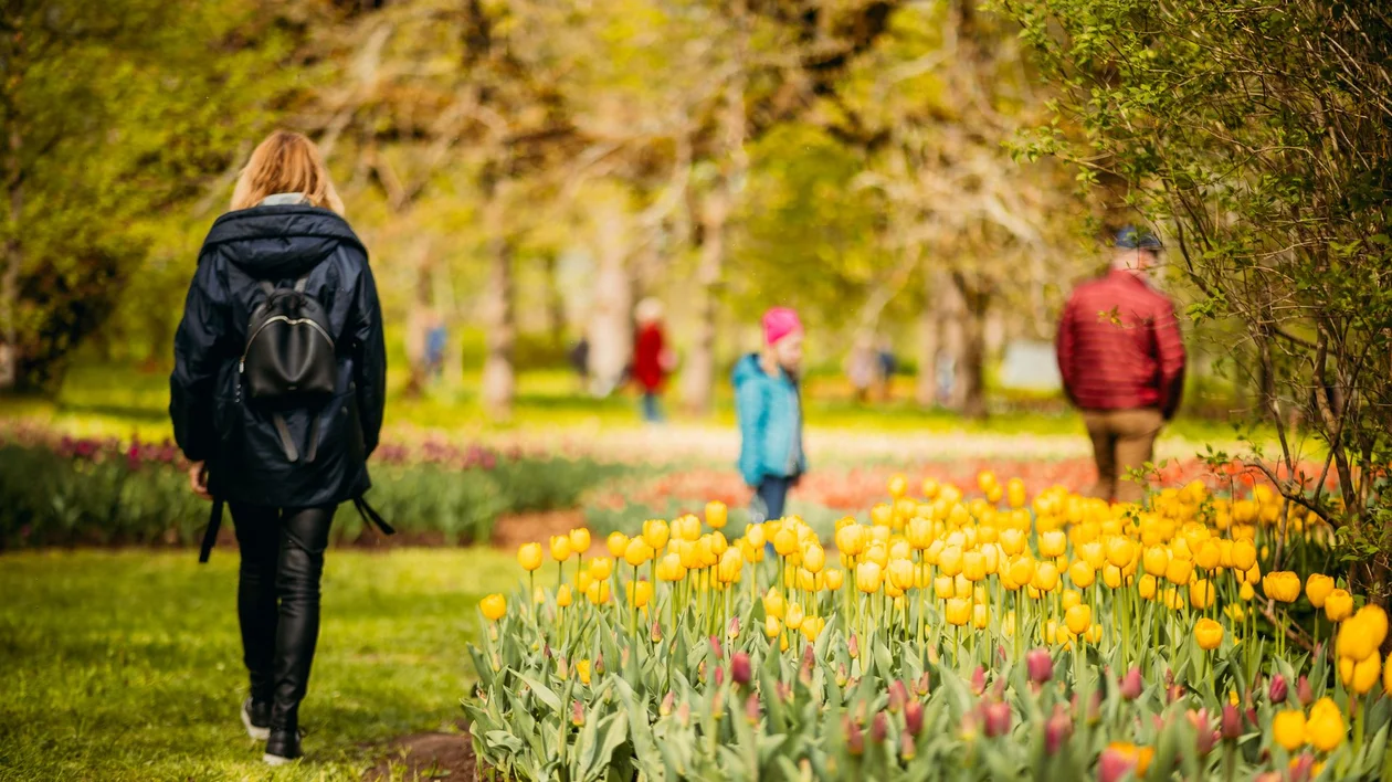 People walking through a park with blooming tulips and green trees in spring.