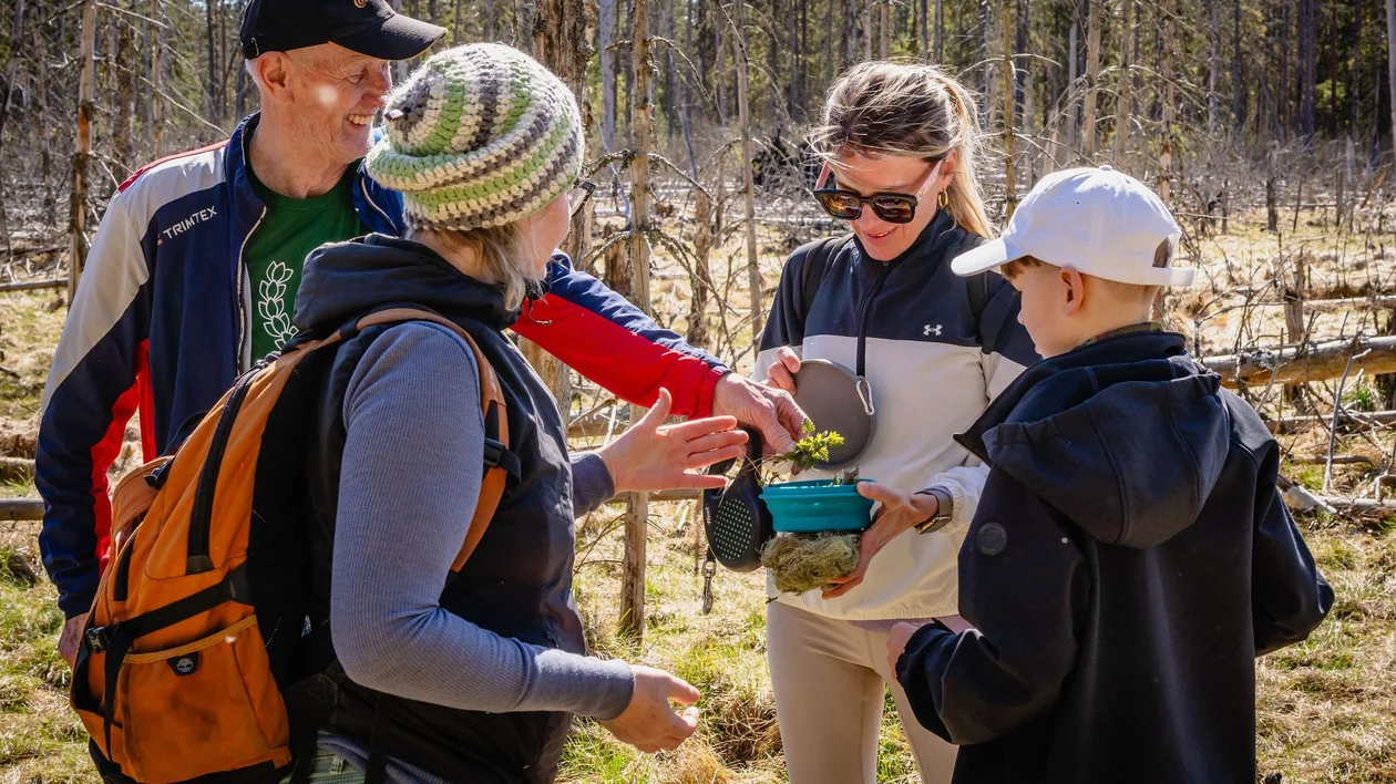 Four people examining a small plant in a forest clearing on a sunny day.
