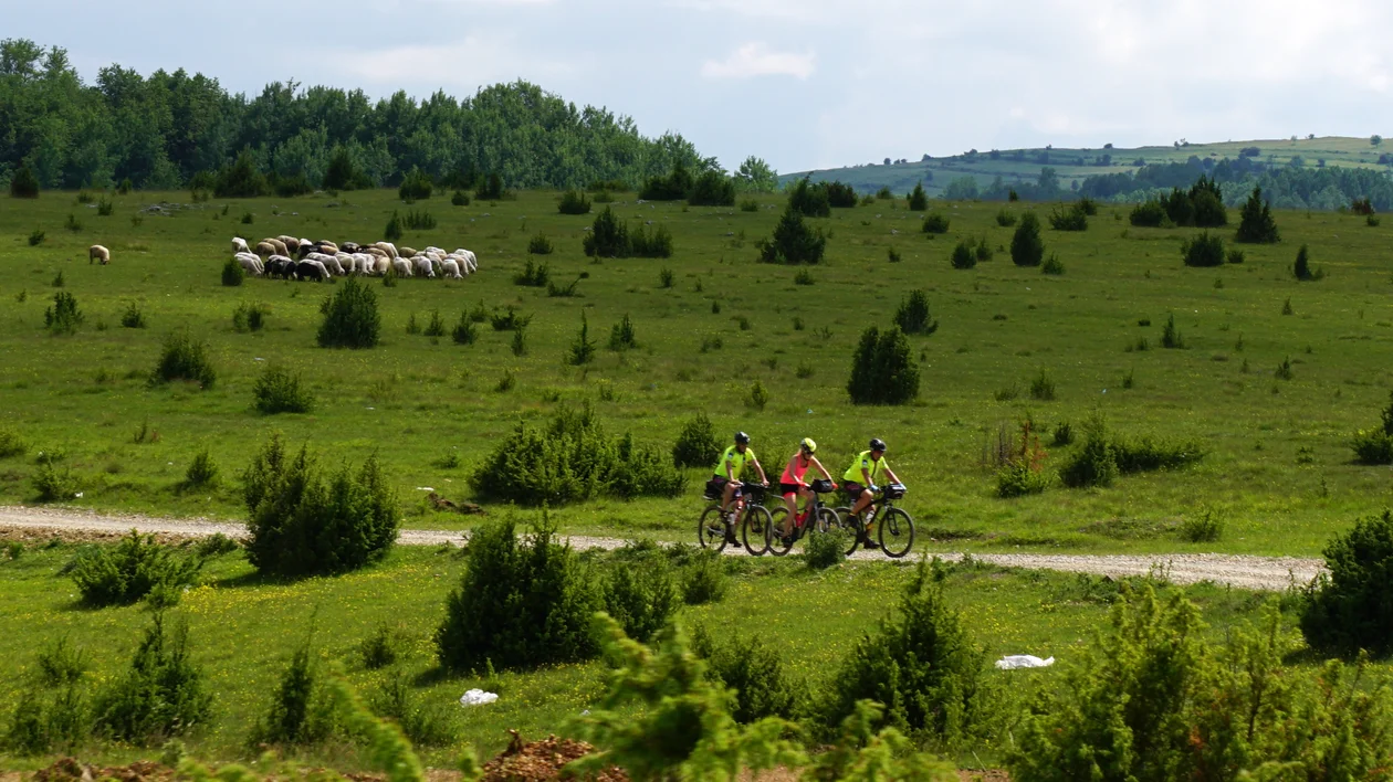 Three cyclists ride on a grassy path, with sheep grazing in the distance.