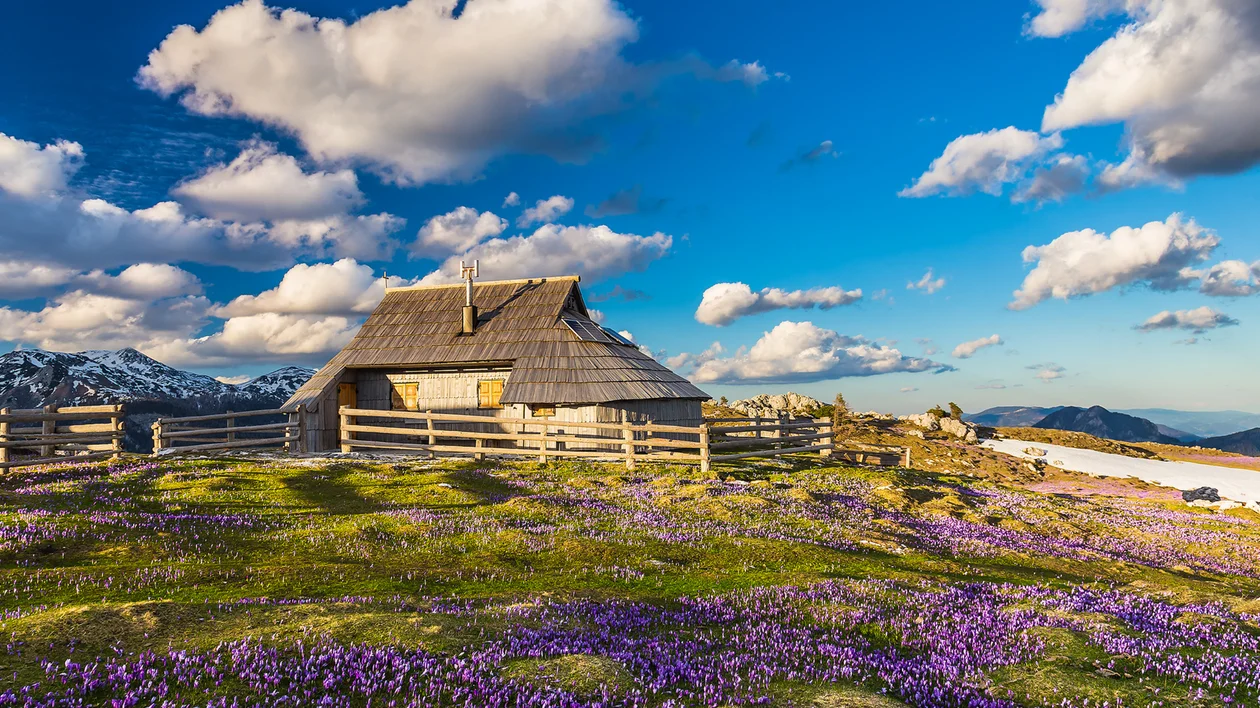 Wooden cabin surrounded by purple wildflowers under a blue sky with clouds.