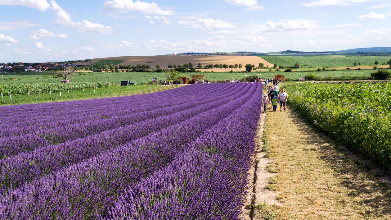 Rows of blooming lavender in a field, with people walking on a path under a blue sky.