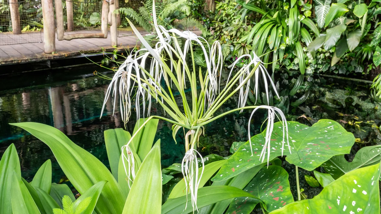 Spider lily with long white petals among lush green leaves by a pond.