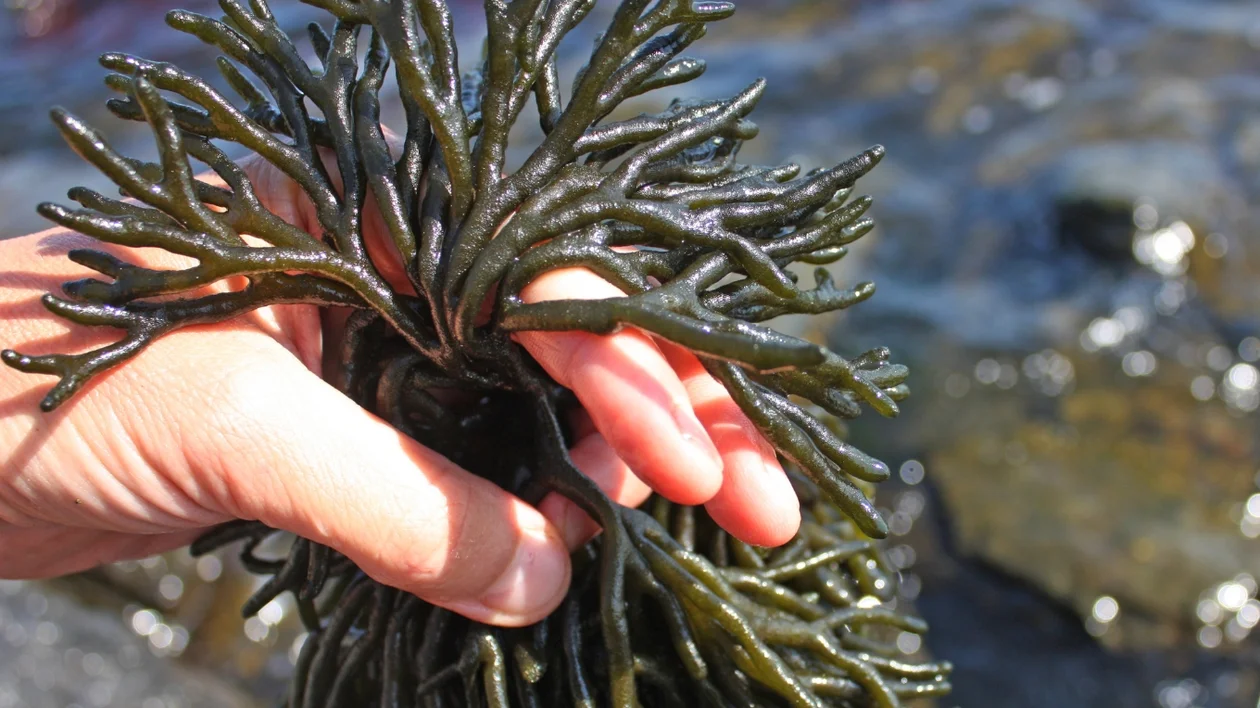 Hand holding dark green seaweed near rocky water.